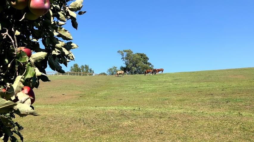 A horse being groomed.