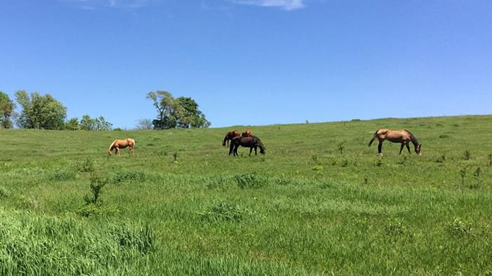 A large pasture with horses grazing.