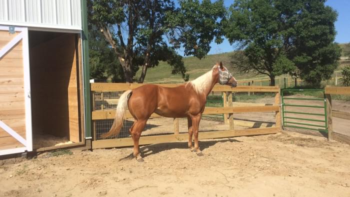 An outdoor horse pen.