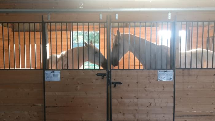 A large horse stall.