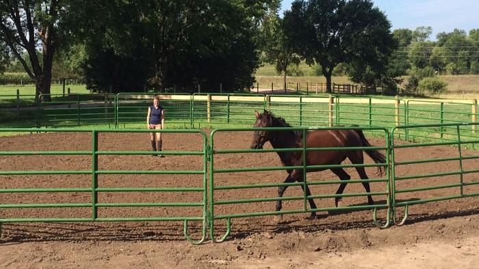 A horse owner working a horse in a round pen.